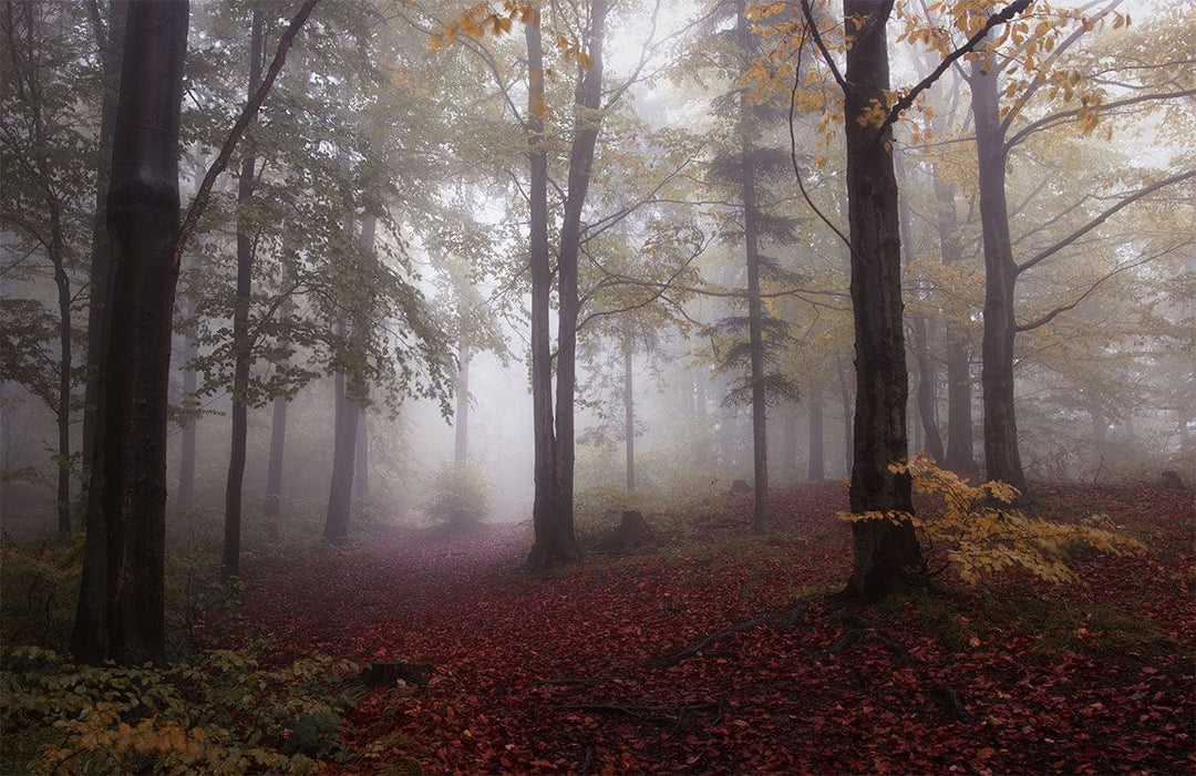 Mystical Autumn Forest Mural Wallpaper - Enchanting Woodland Escape Design