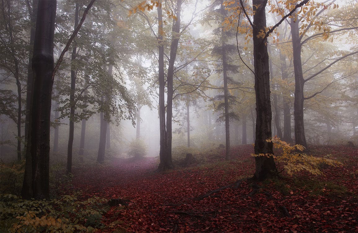 Mystical Autumn Forest Mural Wallpaper - Enchanting Woodland Escape Design