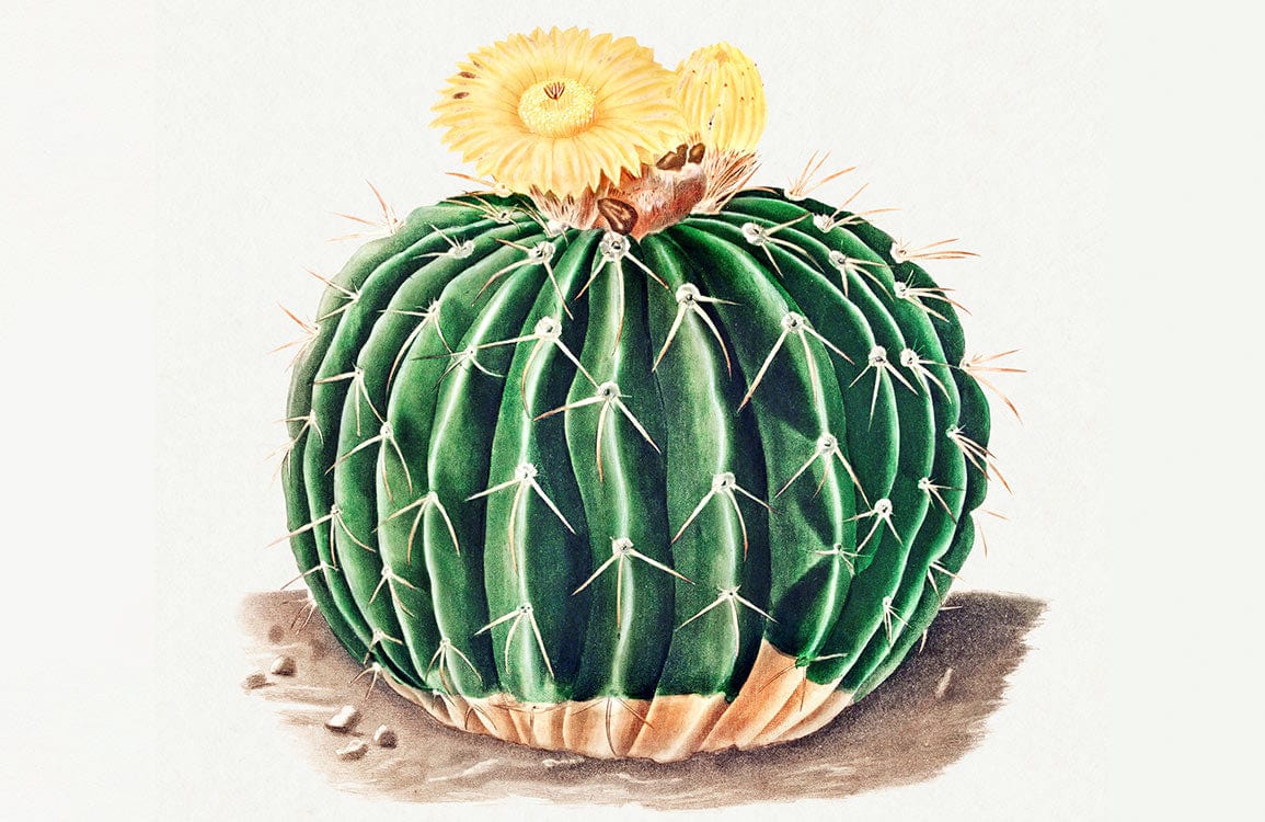 Botanical Succulent Cactus Mural Wallpaper in Green and Yellow Delight