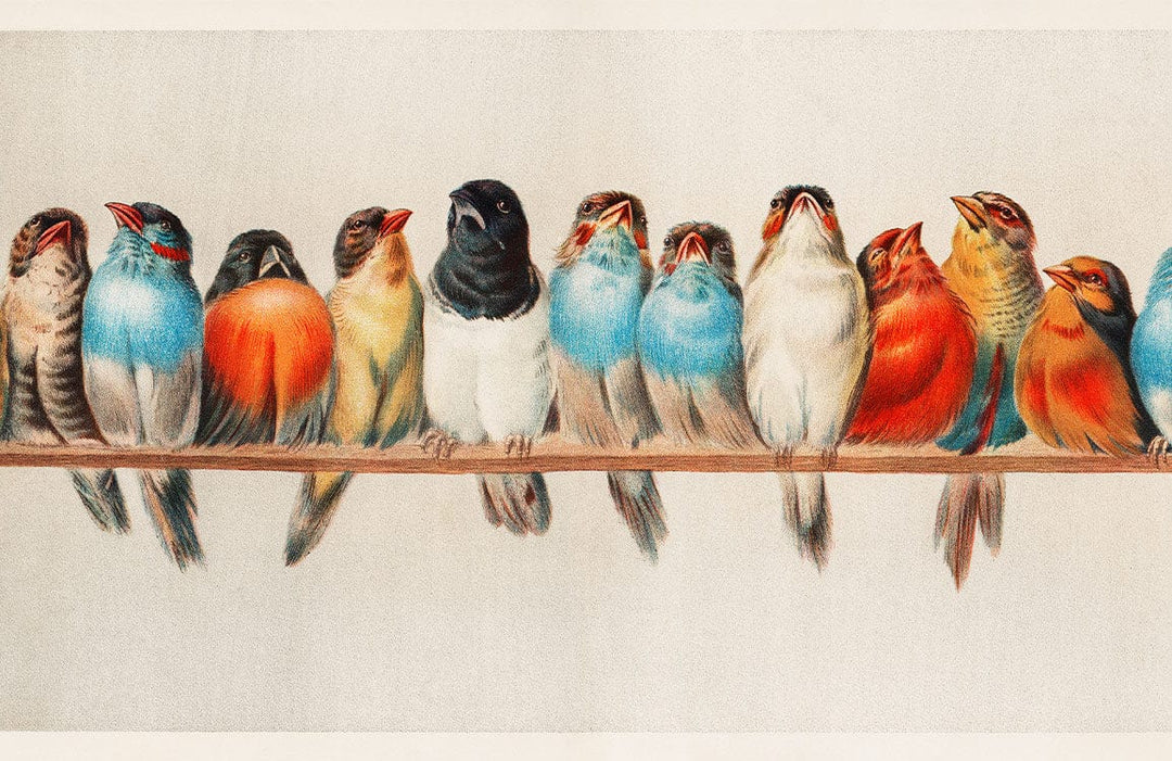 Colourful Vintage Bird Pattern Wallpaper Mural Retro Nature Decor Print