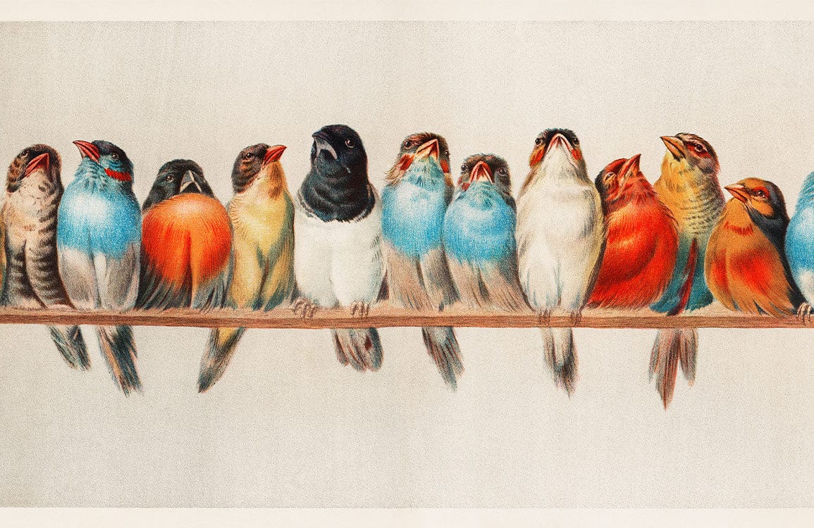 Colourful Vintage Bird Pattern Wallpaper Mural Retro Nature Decor Print