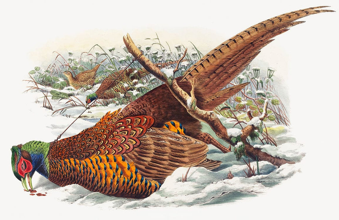 Vintage Pheasant Mural Wallpaper: Rustic Wildlife Art in Natural Tones.