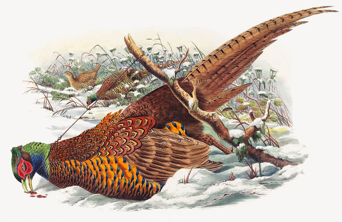 Vintage Pheasant Mural Wallpaper: Rustic Wildlife Art in Natural Tones.