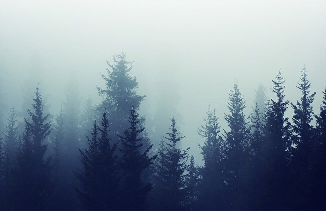 Mystical Misty Forest Mural Wallpaper in Moody Blue Tones