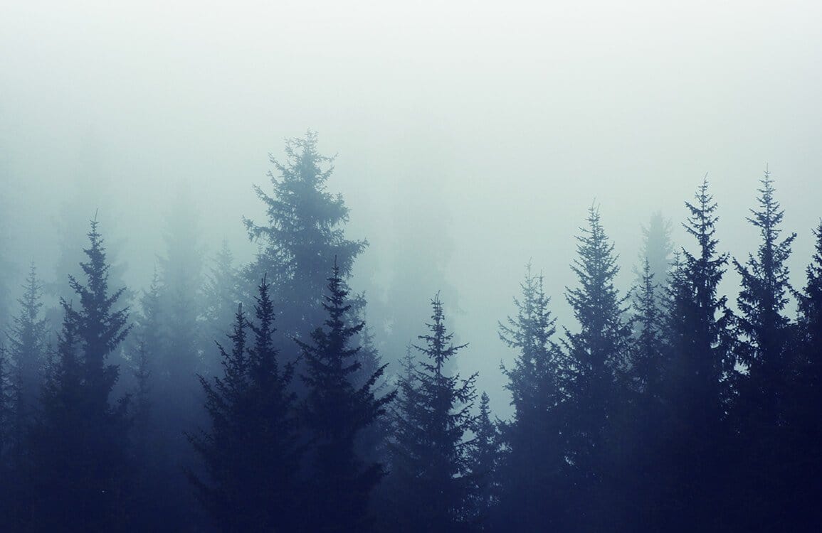 Mystical Misty Forest Mural Wallpaper in Moody Blue Tones