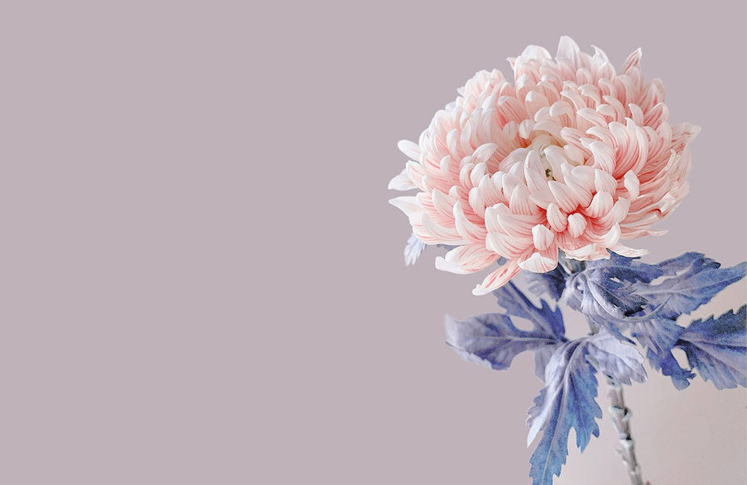 Elegant Pink Chrysanthemum Floral Mural Wallpaper on Soft Mauve Background 