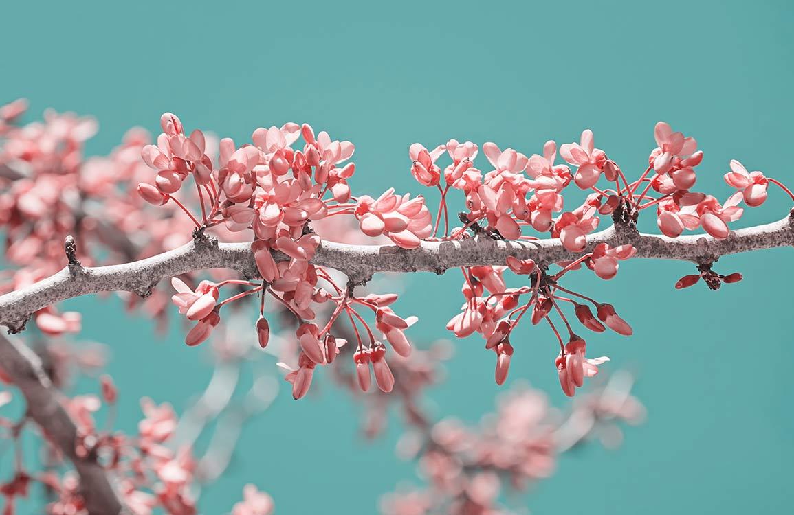 Tranquil Teal and Blossom Pink Floral Mural Wallpaper for Elegant Interiors
