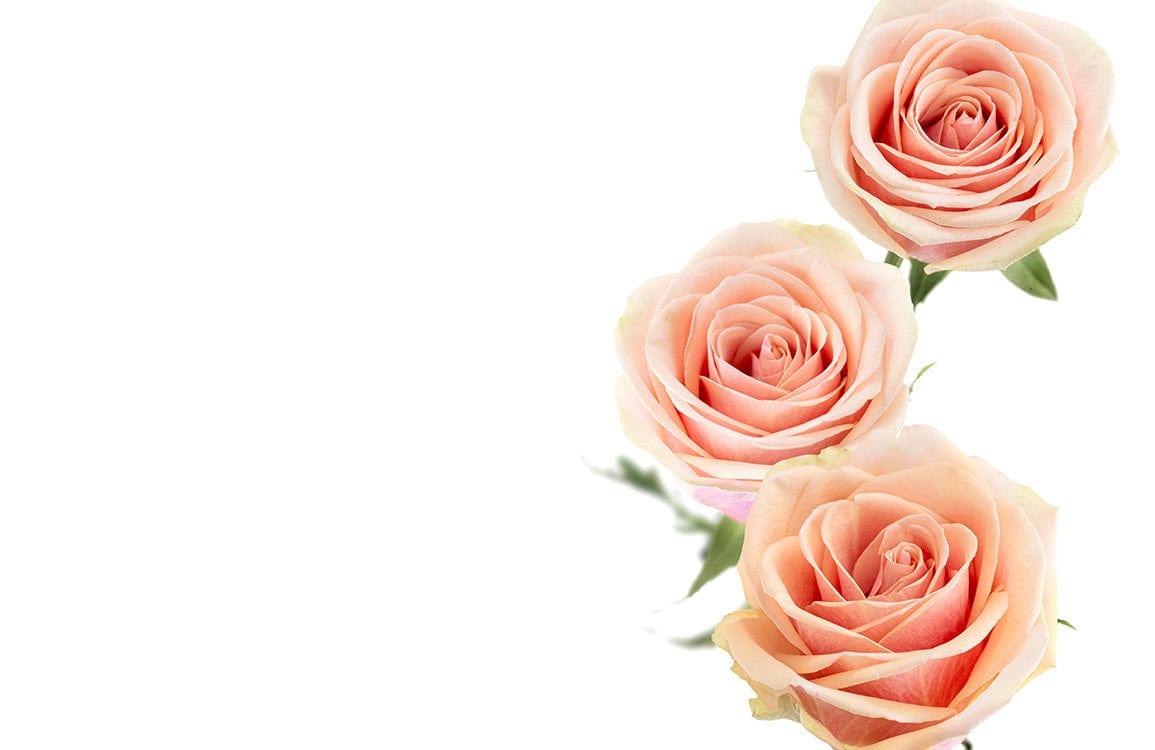 Elegant Blush Pink Rose Floral Pattern Wallpaper Mural for Serene Décor