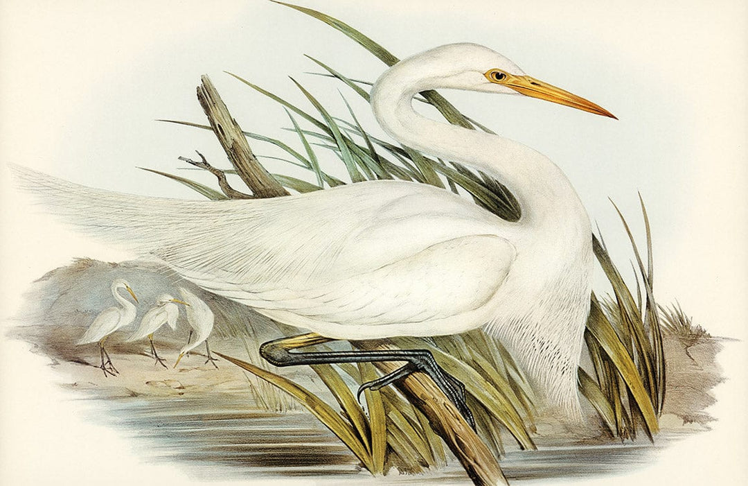 Elegant White Egret Nature-Inspired Mural Wallpaper - Serene Vintage Style