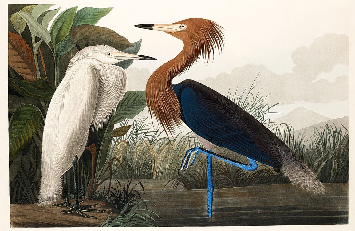 Vintage Heron Wildlife Artistic Mural Wallpaper in Rich Natural Colours