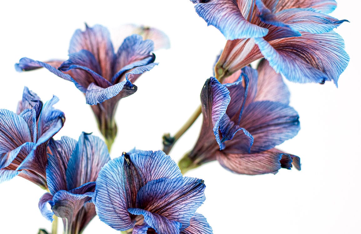 Blue and Purple Floral Elegance Modern Botanical Wallpaper Art Design
