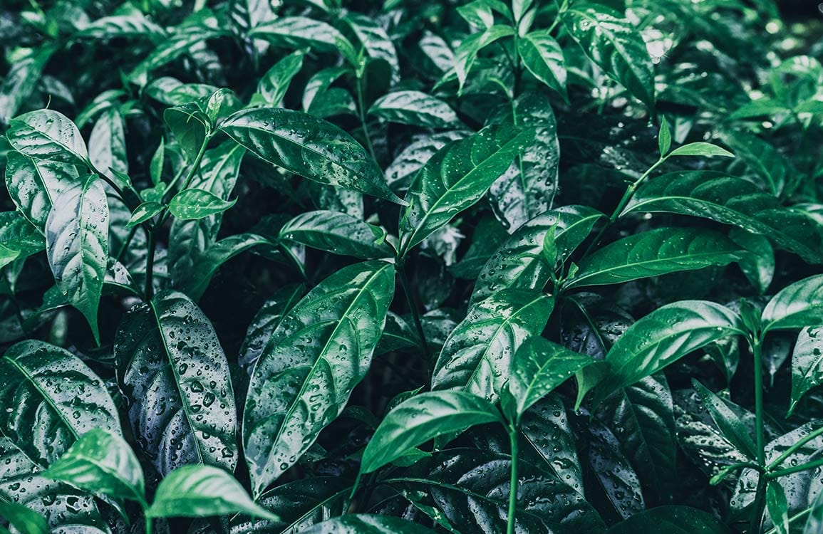 Luxurious Green Foliage Botanical Nature Wallpaper for Elegant Home Décor