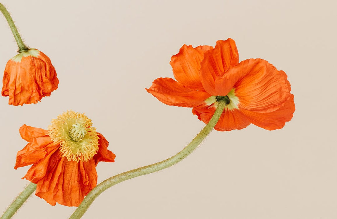 Vibrant Orange Poppy Floral Wallpaper: Modern Botanical Design for Homes