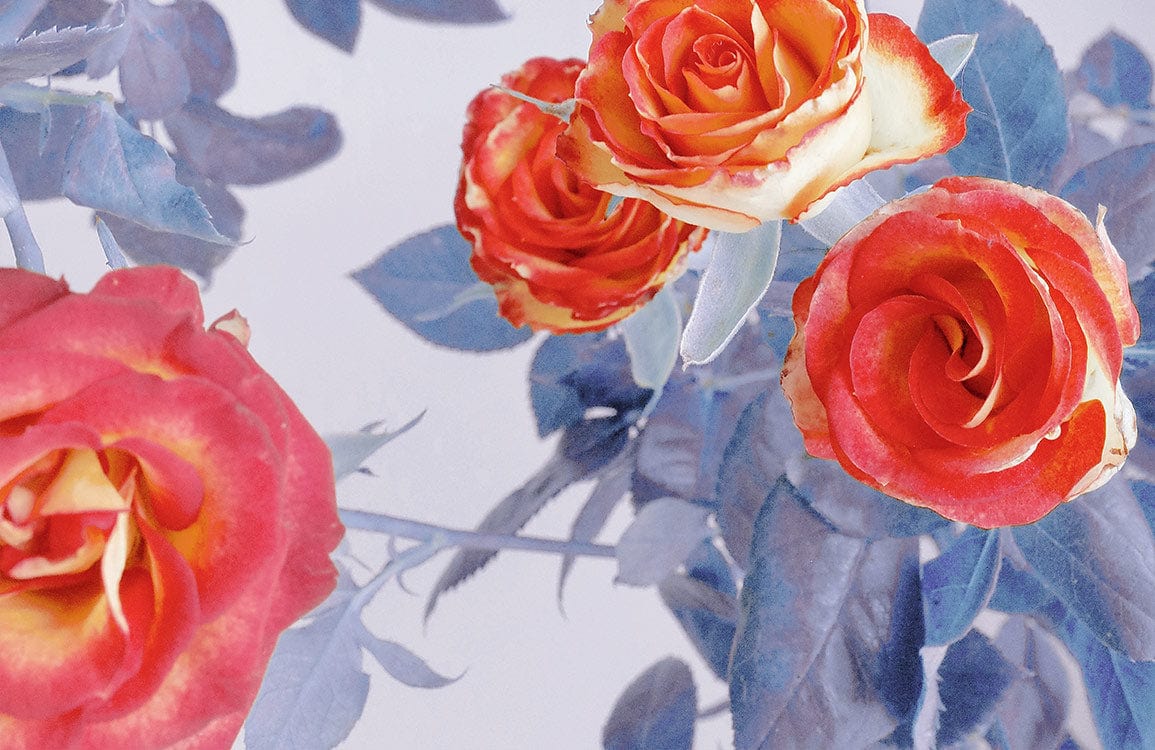 Elegant Floral Wallpaper: Vibrant Orange Roses with Blue Hues in Modern Style