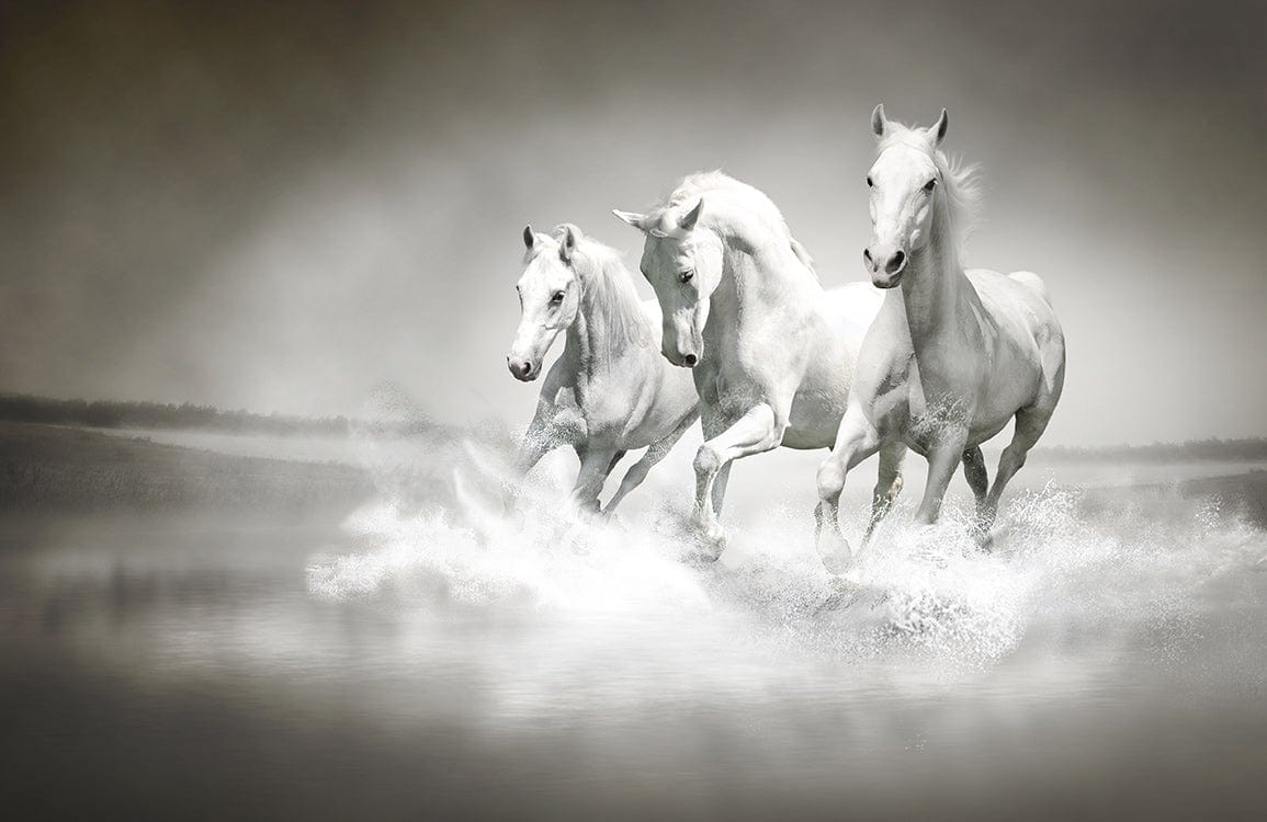 Graceful White Horses Murals: Elegant Monochrome Equestrian Art Wallpaper Décor