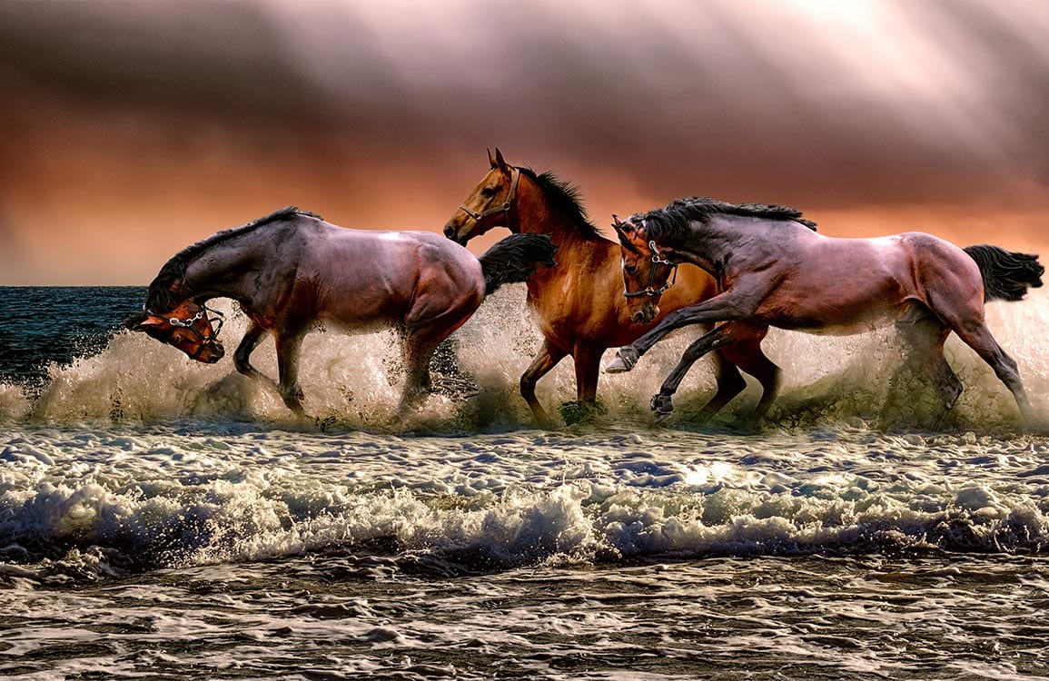 Majestic Horses in Surf Mural Wallpaper - Dramatic Sunset Seaside Scene