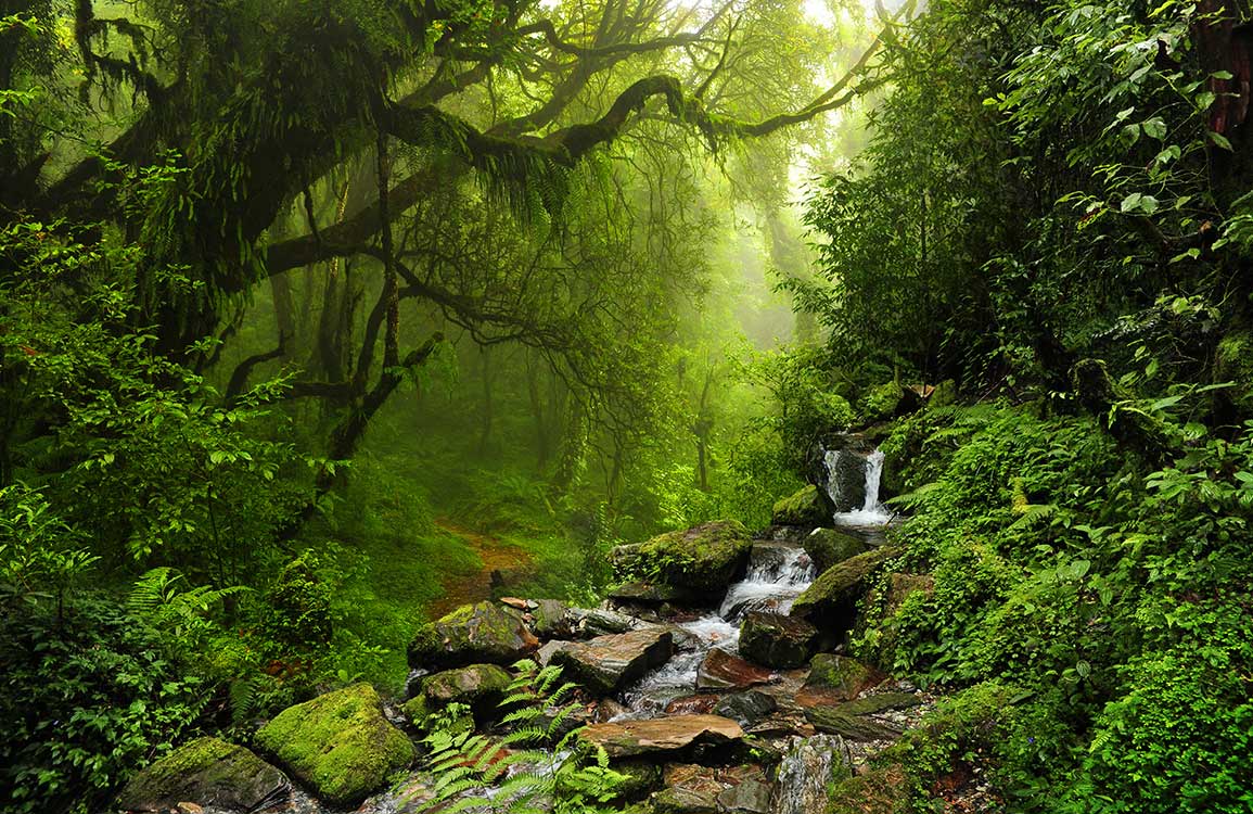Enchanting Forest Stream Mural Wallpaper in Lush Green Nature Design