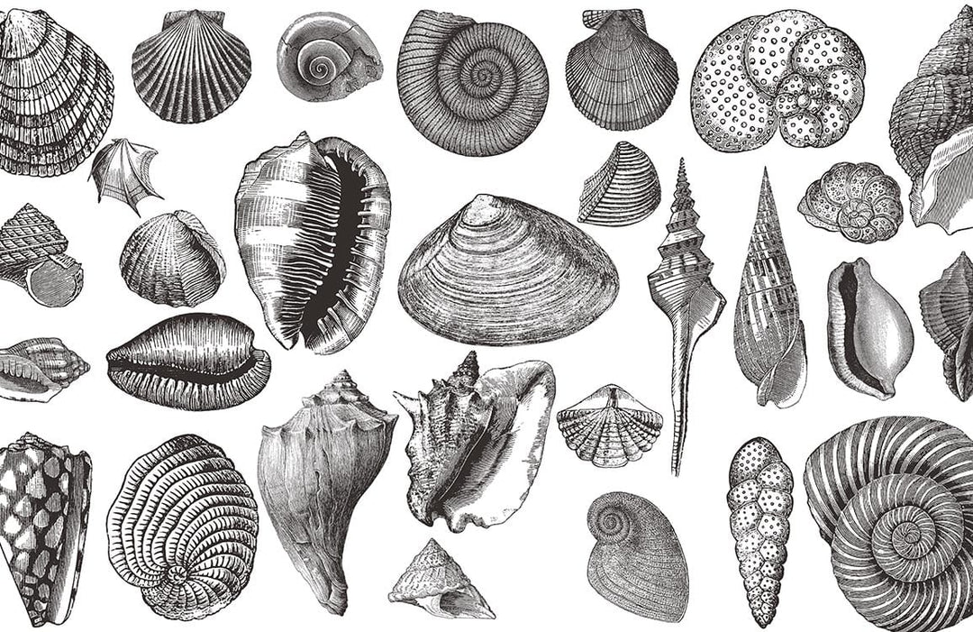 Vintage Black and White Seashell Pattern Mural Wallpaper for Coastal Decor