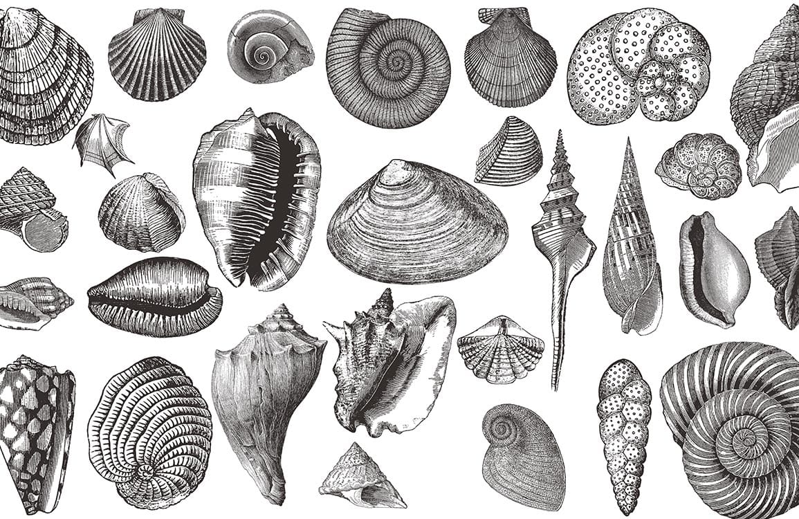 Vintage Black and White Seashell Pattern Mural Wallpaper for Coastal Decor