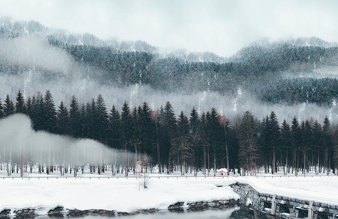 Tranquil Winter Forest Scene Mural Wallpaper in Soft Greys and Whites
