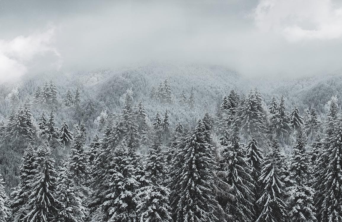 Winter Forest Mist Scenic Mural Wallpaper - Tranquil Grey Woodland Landscape
