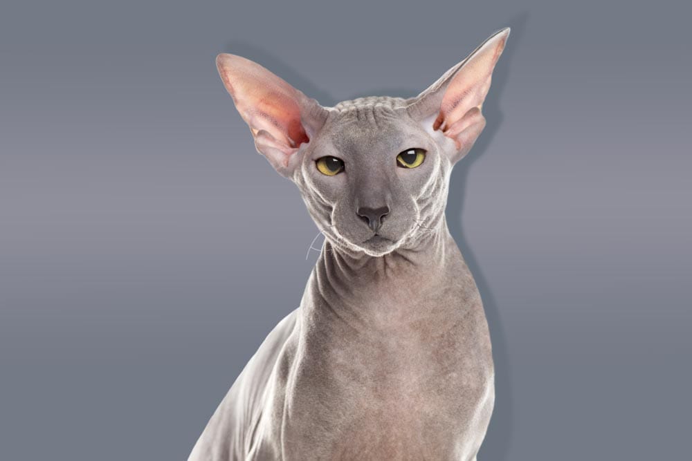 Modern Grey Sphynx Cat Wallpaper - Elegant Minimalistic Feline Design