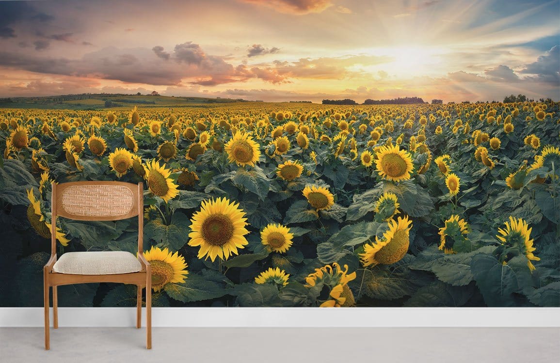 Sunflower Wallpaper Mural Living Room