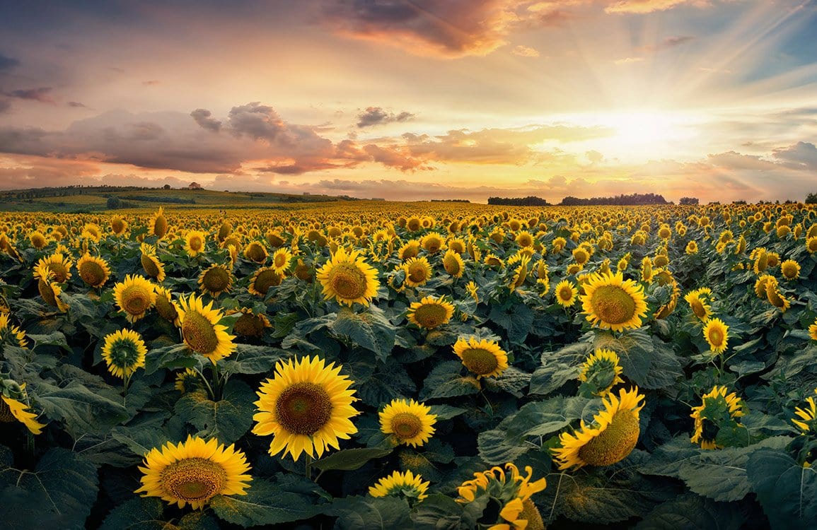 Sunflower Fields at Sunset Mural Wallpaper - Vibrant Nature Landscape Decor