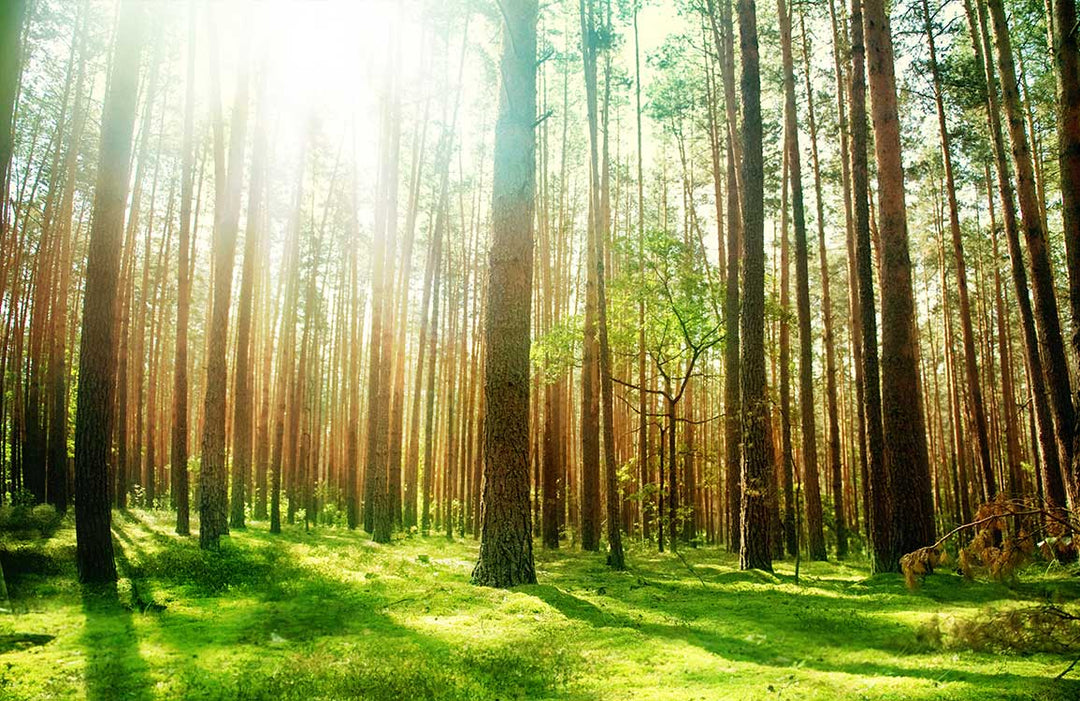 Serene Sunlit Forest Mural Wallpaper - Lush Green Tranquil Nature Design