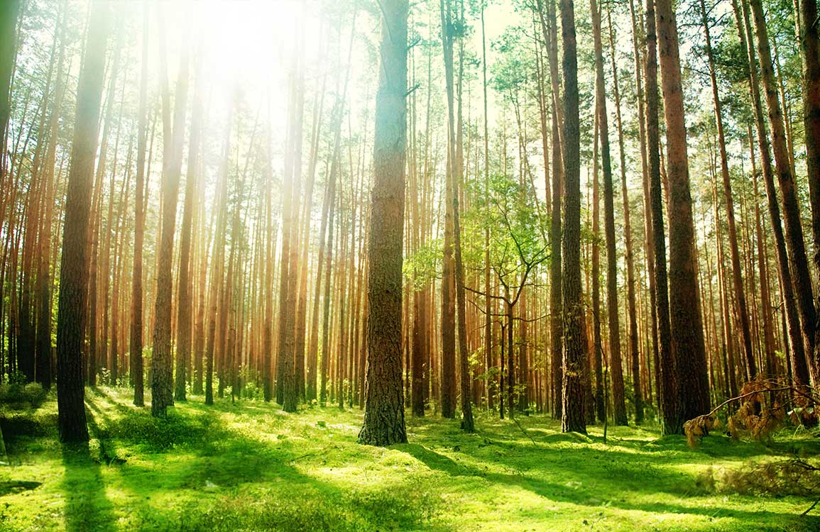 Serene Sunlit Forest Mural Wallpaper - Lush Green Tranquil Nature Design