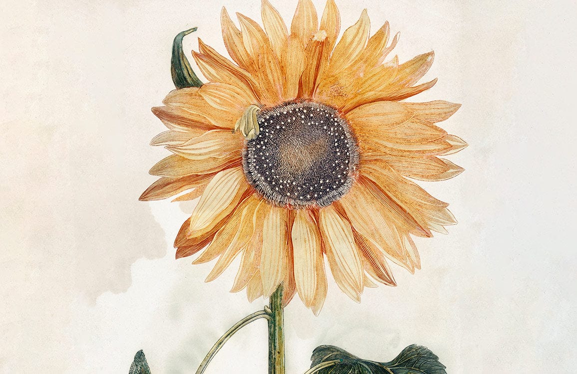 Vintage Watercolour Sunflower Mural Wallpaper in Soft Earthy Tones Design