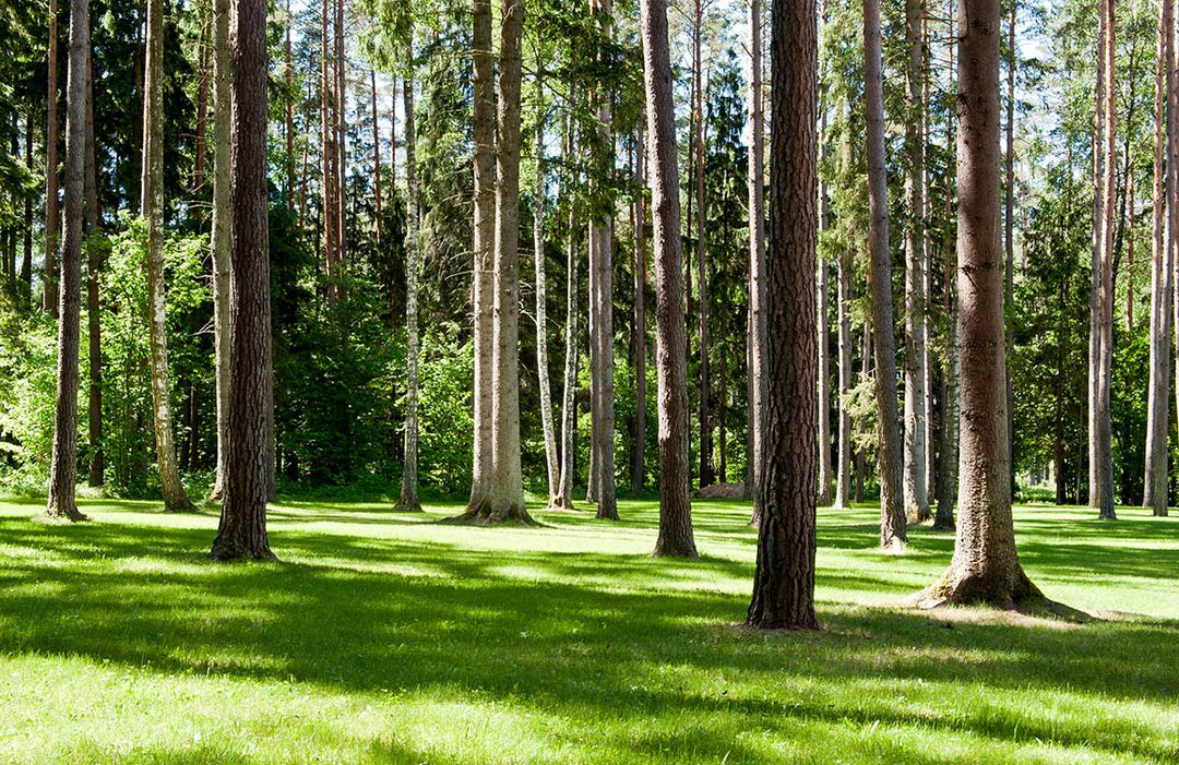 Serene Forest Mural Wallpaper - Lush Green Tranquil Woodland Design