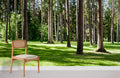 Sunshine Forest Wallpaper Mural