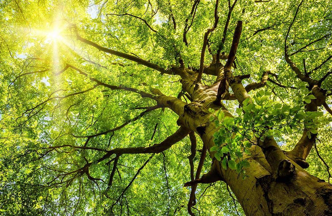 Sunlit Forest Canopy Mural Wallpaper in Lush Green Nature Scene