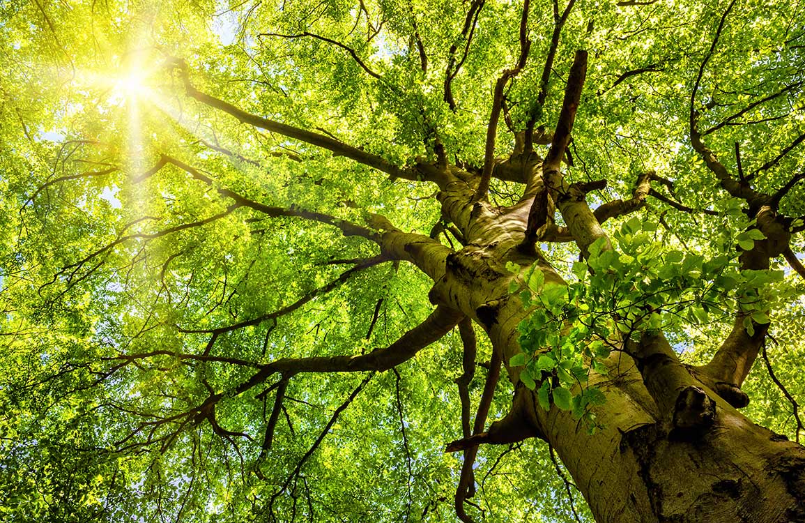 Sunlit Forest Canopy Mural Wallpaper in Lush Green Nature Scene