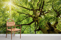 Sunshine in Branches Wallpaper Mural