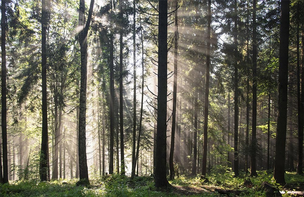 Mystical Forest Sunrise Nature Mural Wallpaper in Green and Brown