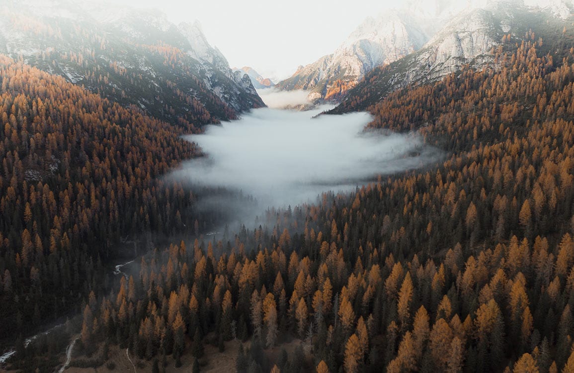 Majestic Alpine Forest Mural Wallpaper with Misty Mountain Views in Autumn Hues