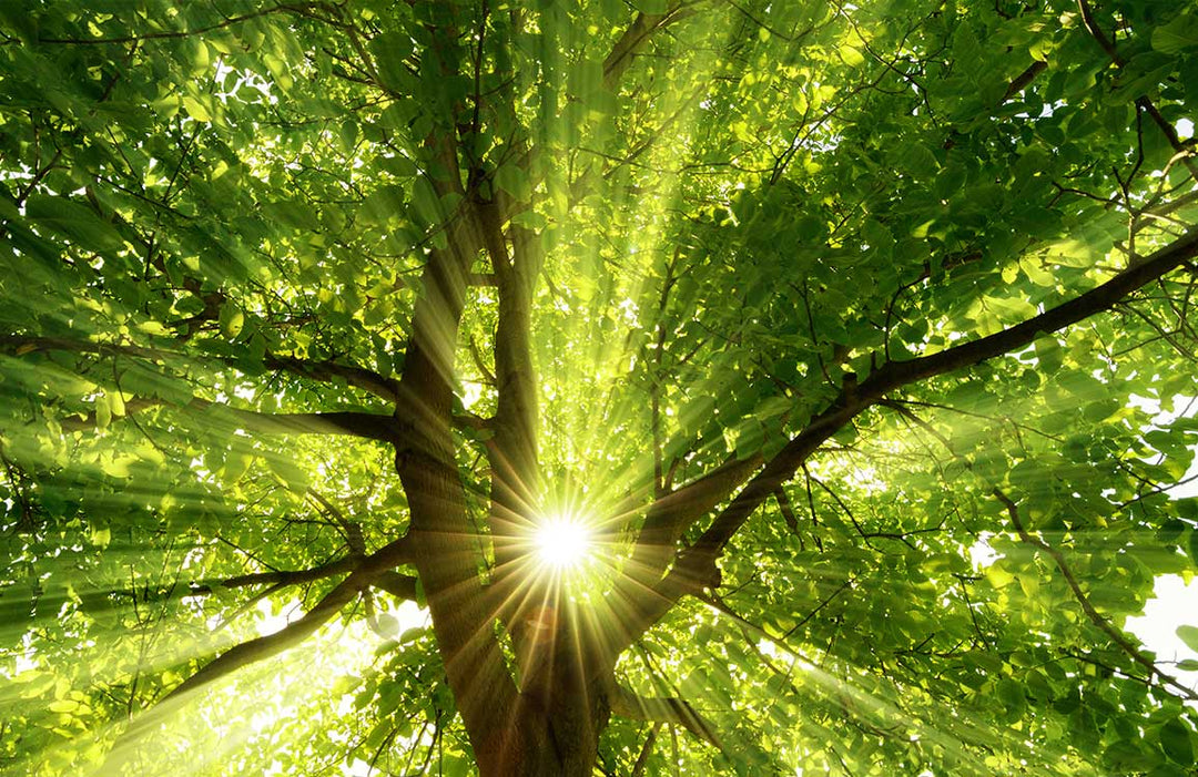 Vibrant Sunlit Canopy: Green Nature Tree Mural Wallpaper for Tranquil Spaces