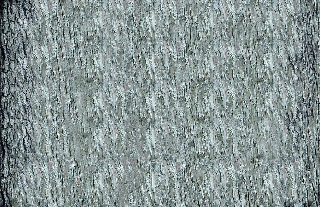 Elegant Grey Tree Bark Texture Natural Style Wallpaper Design