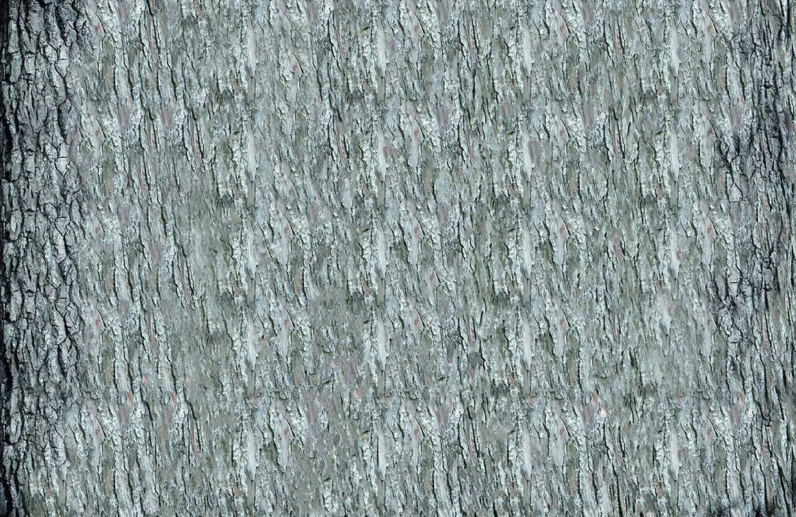 Elegant Grey Tree Bark Texture Natural Style Wallpaper Design
