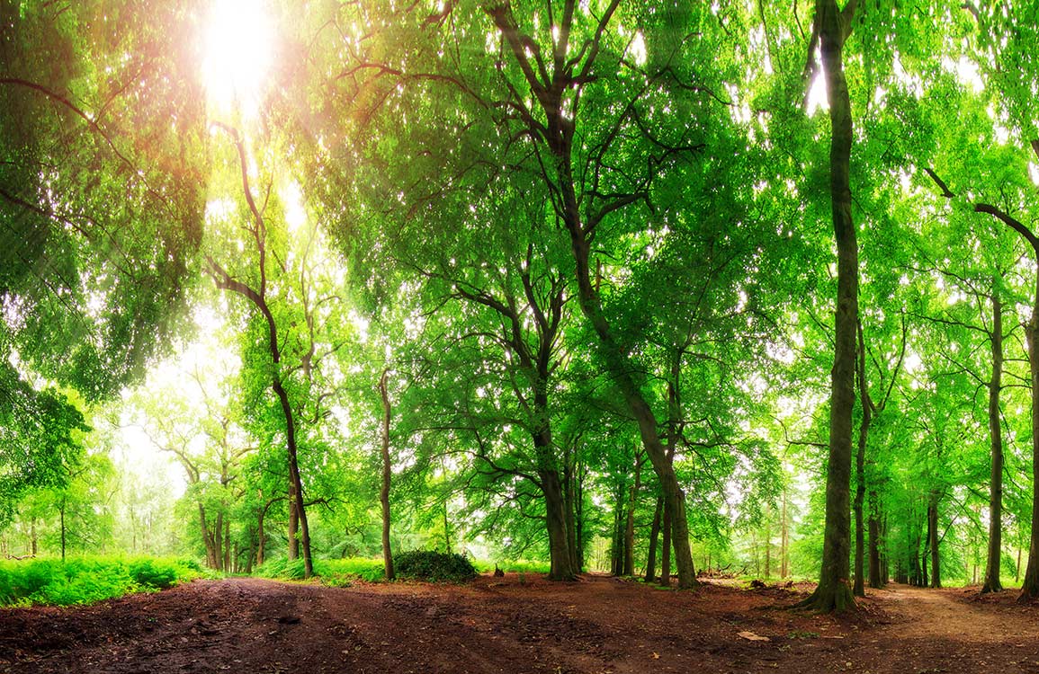 Twisty Trees Wallpaper Mural