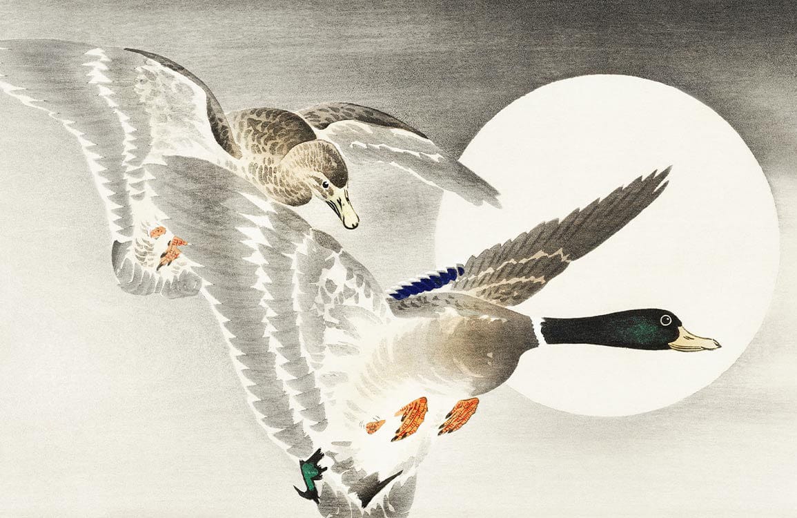 Tranquil Ducks in Flight Mural Wallpaper - Serene Natural Scene with Moon.