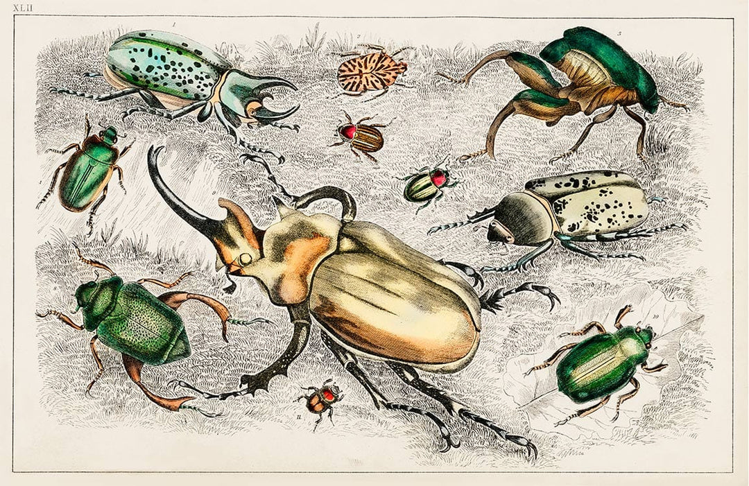 Vintage Insect Illustration Mural Wallpaper with Colourful Beetle Pattern Design