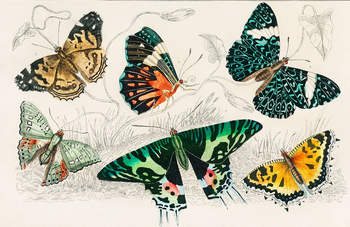 Vintage Colourful Butterfly Illustration Mural Wallpaper - Nature-Inspired Decor Elegance