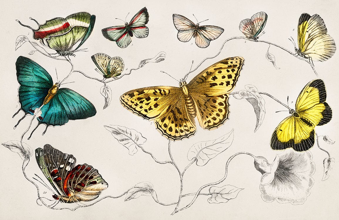 Vintage Botanical Butterfly Mural Wallpaper in Vibrant Colours for Elegant Decor.