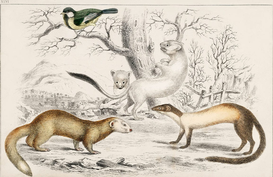 Vintage Wildlife Illustration Mural Wallpaper - Nature's Beauty in Neutral Colours