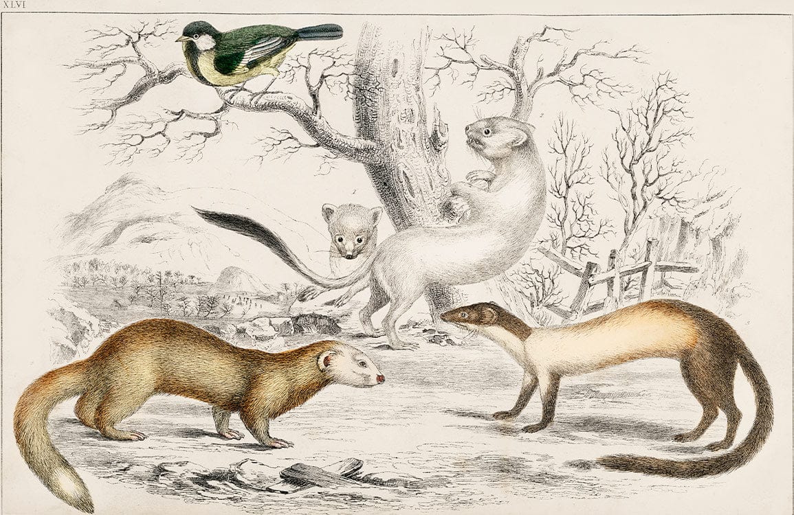 Vintage Wildlife Illustration Mural Wallpaper - Nature's Beauty in Neutral Colours