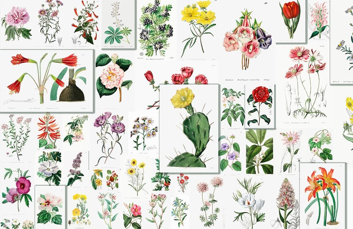 Vegetation Wallpaper Mural