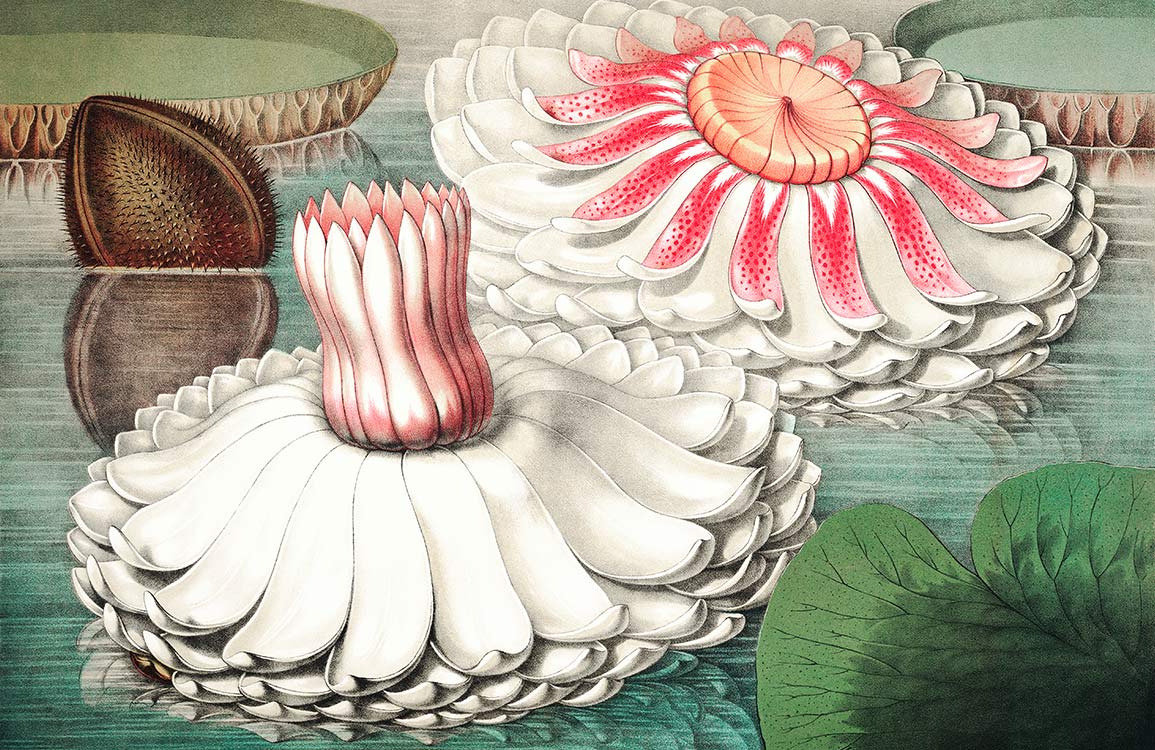Victorian Water Lily Botanical Art Mural Wallpaper in Soft Pastels